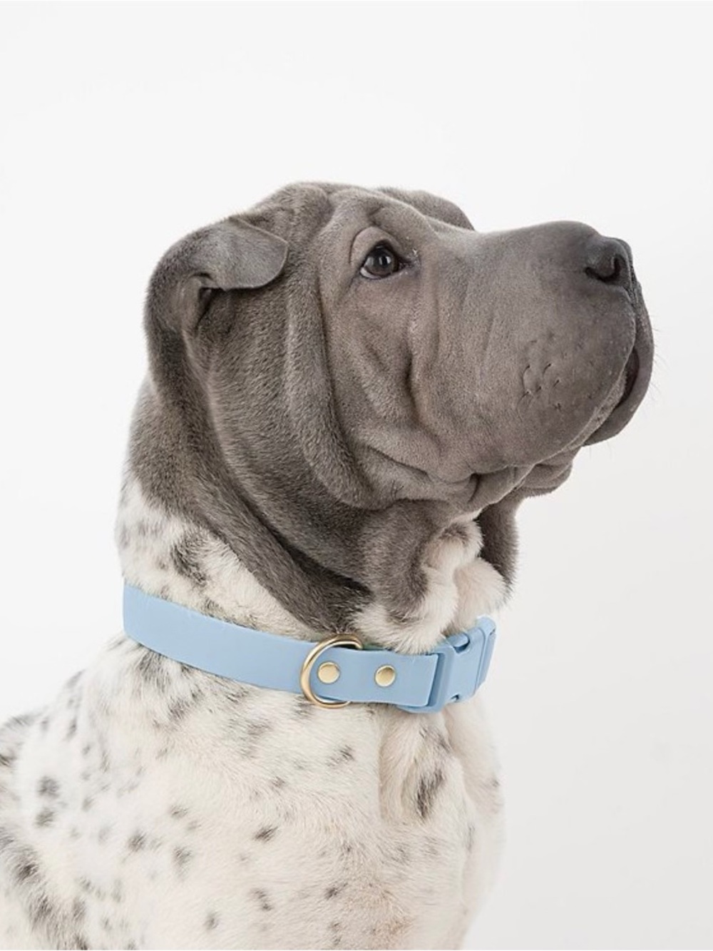 Light Blue Dog Collar with Gold Hardware
